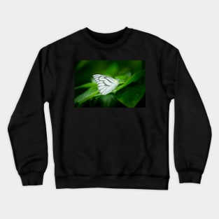 Striped albatross butterfly (Appias libythea) Crewneck Sweatshirt